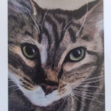 Tabby Cat Card